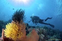 "Crinoids" D200 with Tokina 10-17 by Debi Henshaw 